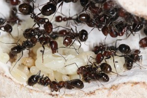 Princesses Messor minor en préparation !, Mes colonies et expérimentations