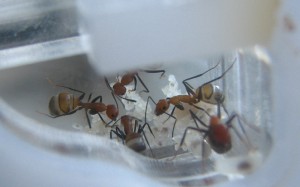 Oeufs, Les colonies de Damian