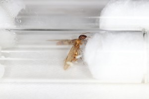 Gyne Colobpsis guadeloupéenne jaune..., Mes colonies et expérimentations