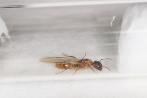 Gyne Colobopsis guadeloupéenne jaune sans couvain, Mes colonies et expérimentations