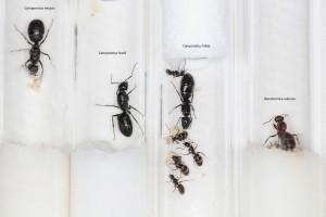 Comparaison rapide entre gynes Camponotus fallax, foreli et micans (plus Formica subrufa à droite), Mes colonies et expérimentations