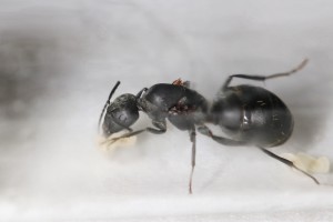 Gyne C. micans avec quelques petites larves (désolé pour l'humidité du tube qui gâche la photo), Mes colonies et expérimentations