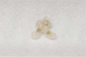 Les 4 larves de la gyne C. micans, Mes colonies et expérimentations