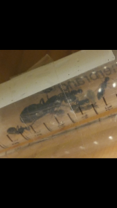 Camponotus vagus, 