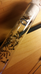Camponotus nicobarensis, 
