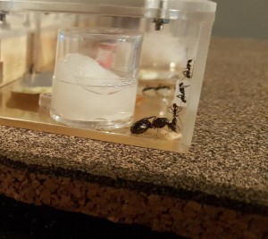 gyne Camponotus cruentatus, Mes colonies en devenir