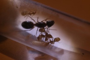 Camponotus pseudoirritans, La réserve de Ganzo_mizuki