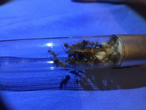 Camponotus maculatus, La réserve de Ganzo_mizuki