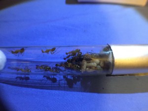 Camponotus maculatus, La réserve de Ganzo_mizuki