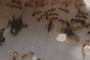 Camponotus maculatus, La réserve de Ganzo_mizuki