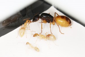 Le gyne et des ouvrières qui décident de dormir à la belle étoile, [Blog] Les Camponotus turkestanus eaubonnaises