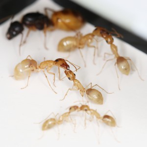 Enfin, dormir ou se faire des trophallaxies en série..., [Blog] Les Camponotus turkestanus eaubonnaises
