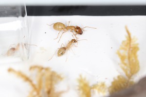 Les ouvrières aussi, [Blog] Les Camponotus turkestanus eaubonnaises