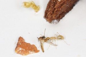 Et on ramène illico-presto au nid, [Blog] Les Camponotus turkestanus eaubonnaises