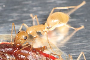 Idem pour les vers de vase rouge, [Blog] Les Camponotus turkestanus eaubonnaises
