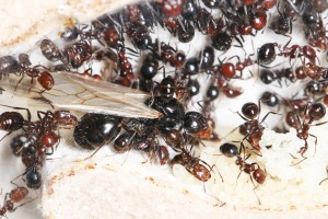 Première sexuée arrivée à terme de la colonie de Messor minor, Mes colonies et expérimentations