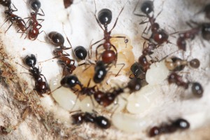 Puis la quatrième princesse en devenir, Mes colonies et expérimentations