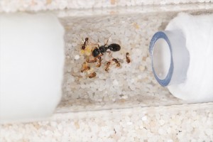 Fondation Tetramorium semilaeve, Mes colonies et expérimentations