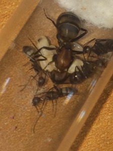 Camponotus habereri, [Blog] Camponotus habereri