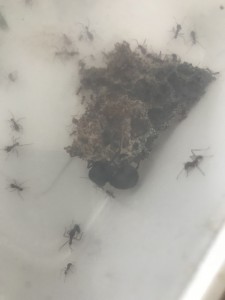 Gyne Atta, [Blog] Atta sexdens