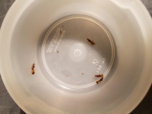 Quatre gynes à prendre, Mes colonies en devenir