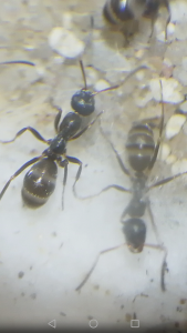 Ouvrières Formica cunicularia en physogastrie, [Blog] Colonie de Formica cunicularia