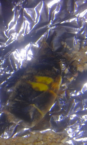 Ouvrière Formica cunicularia s'attaquant à un abdomen de frelon asiatique, [Blog] Colonie de Formica cunicularia