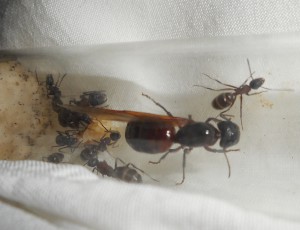 Gyne ailée, Les terrariums d'Eloa