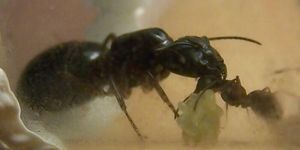 [Q/R] Fiche de Camponotus ligniperdus, camponotusherculeanus.jpg