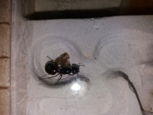 Gyne Camponotus ligniperdus et ses cocons trop mûrs, Les colonies d'Harpeg