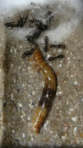 Colonie Formica cunicularia dévorant un ver de farine (la chair du ver noircit au contact de l'air à la manière des pommes, les parties noires sont donc celles déjà mangées), [Blog] Colonie de Formica cunicularia
