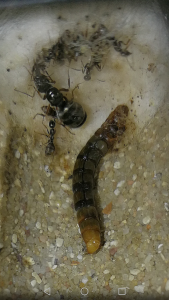 Colonie Formica cunicularia avec un ver de farine là depuis trop longtemps, [Blog] Colonie de Formica cunicularia