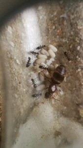 Colonie Lasius emarginatus presque au complet, sans buée cette fois., [Blog] Colonie de Lasius emarginatus