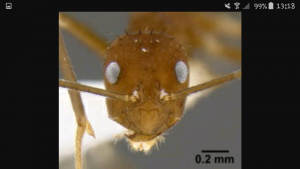 Zatania, Zatania un genre inconnu des radars !