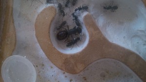 Zoom sur madame, [Blog] Camponotus vagus