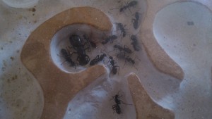 La famille dans sa quasi-totalité, [Blog] Camponotus vagus
