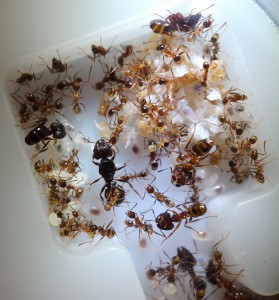 Pheidole noda : couvain, minor, major, gyne, Les colonies de Sceletus, ça va grouiller !