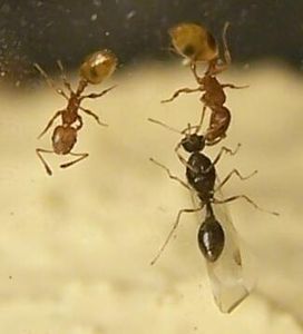 Fiche Temnothorax unifasciatus, temnothorax0004.jpg