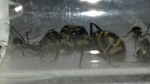 La belle photo, [Blog] Les Camponotus dolendus de One_Xz.