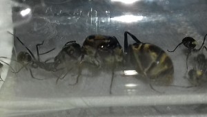 La belle photo, [Blog] Les Camponotus dolendus de One_Xz.