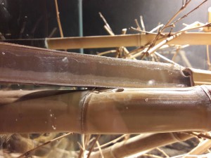 Nid Tetraponera sp., Tetraponera rufonigra : nombreuses questions pour le nid et le maintien