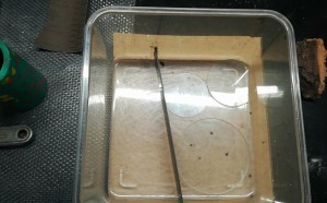 Module, Module pour mes Pachycondyla crassinoda