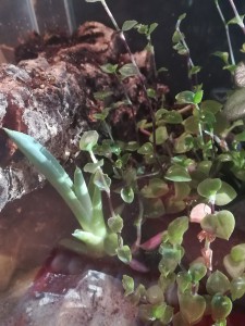 Plante, Module pour mes Pachycondyla crassinoda