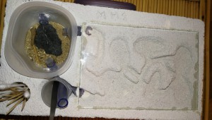 Le nid en question., [Blog] Colonie de Formica cunicularia