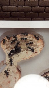 C.dolendus, [En cours] Vos questions sur la nouvelle fiche Camponotus dolendus