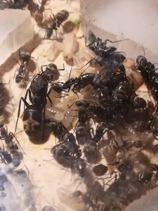 C.dolendus, [En cours] Vos questions sur la nouvelle fiche Camponotus dolendus