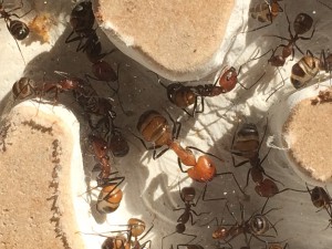 Mon plus gros bébé ^^, [Blog] Camponotus nicobarensis