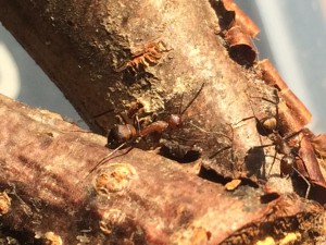 Camponotus, [Blog] Camponotus nicobarensis