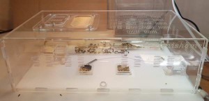 Aire de chasse, [Blog] Messor arenarius