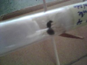 [BLOG] Lasius sp, ma première colonie, SP_A0001.jpg